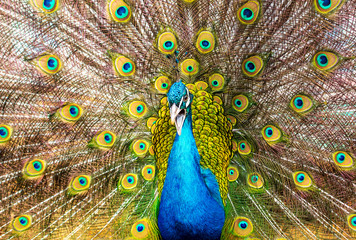 Obraz premium Portrait of a peacock in a zoo