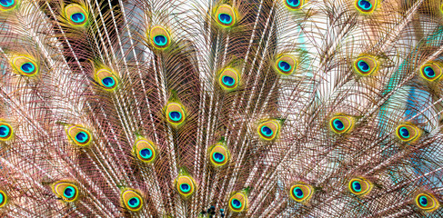 Obraz premium Peacock feathers on nature as background