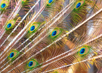 Obraz premium Peacock feathers on nature as background