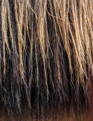 Hair on horse's mane as a background