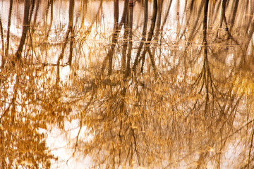 Obraz premium Reflection of trees in the water in early spring