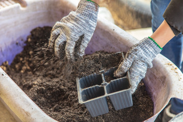 Gardener prepares soil for seedlings in spring