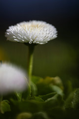 Macro shot of a white filled daisy