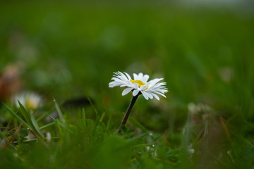 little daisy Bellis perennis growing in a meadow © AnneGM