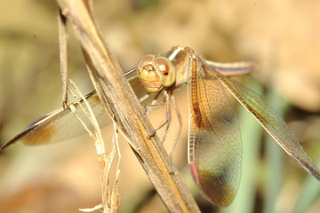 dragonfly on a branch