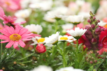 日本の郊外の公園　カラフルな春の花畑
