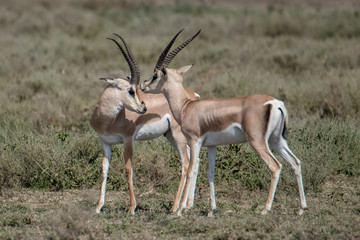 two Grant’s gazelles 