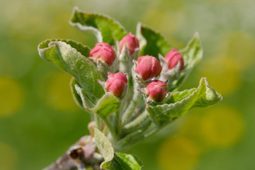 Obraz na płótnie Canvas Apple fruit tree flowers in spring