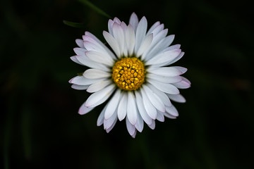 Fototapeta premium View from above on a white little daisy shallow depth of field isolated on dark background
