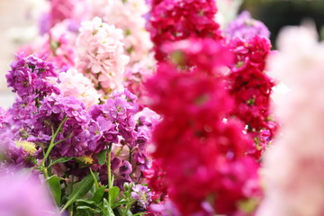 日本の郊外の公園　カラフルな春の花畑