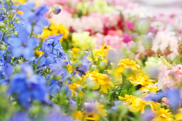 日本の郊外の公園　カラフルな春の花畑