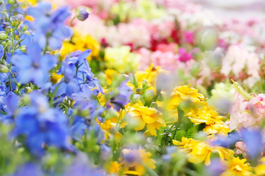 100 944 件の最適な 春の花畑 画像 ストック写真 ベクター Adobe Stock 100 944 件の最適な 春の花畑 画像 ストック写真 ベクター Adobe Stock