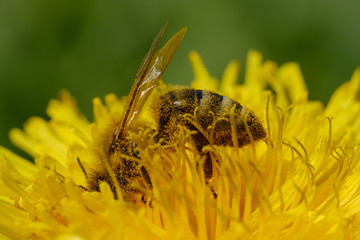 Bee on fresh dandelion yellow flower in spring closeup