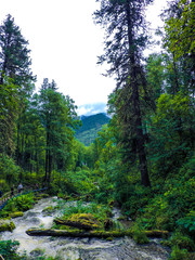 Obraz premium Misty River Through a Forest. Stream in the wood. Beautiful natural scenery of river in the forest. Autumn forest nature. Mountain valley. Peaceful summer nature background.Wild river rocks in autumn