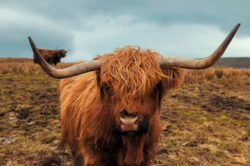 Foto op geborsteld aluminium Schotse hooglander Schotse harige koe