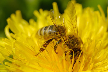 Bee on fresh dandelion yellow flower in spring closeup