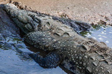 Alligatore in un fiume del Costa Rica