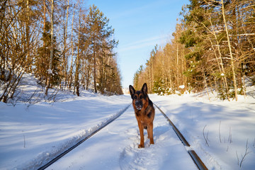 Dog German Shepherd on the railway road in a winter day