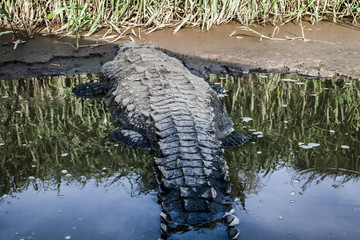 Alligatore in un fiume del Costa Rica
