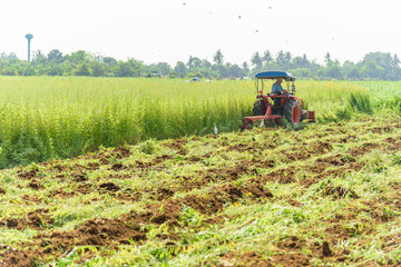Farmer use Tractor Incorporation the Green manure