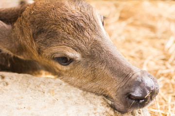 Fototapeta premium Cattle in Thailand