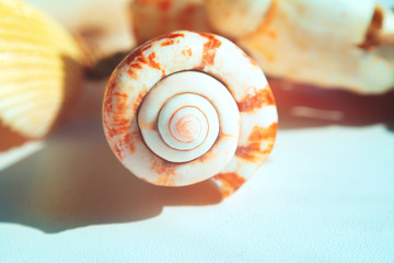 Seashells of different colors. Mollusk shells. Seashell background. Texture of the shells.