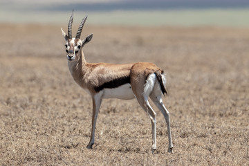 Thomson’s gazelle