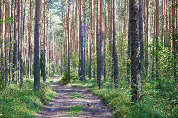 Path in the woods among the tree trunks in a forest