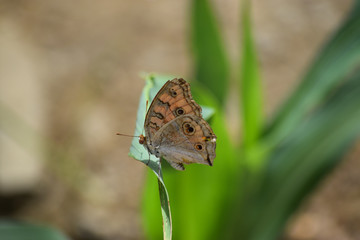 butterfly on plant leaf garden nature insect flower wildlife animal background