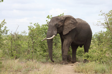 Afrikanischer Elefant / African elephant / Loxodonta africana