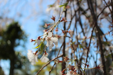 身延山に咲くしだれ桜