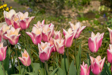 pink tulips in the garden