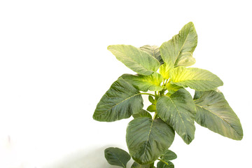amaranth plant on white background