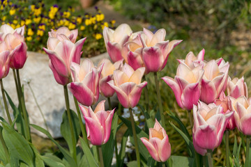 Fototapeta premium pink tulips in the garden