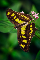 Beautiful butterfly on a flower King Swallowtail (Papilio thoas). Wildlife scene from Costa Rica....