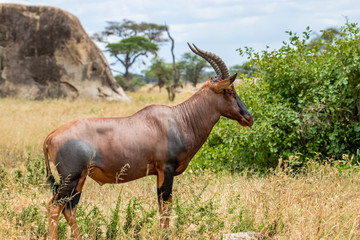 Topi antelope stand near the bush