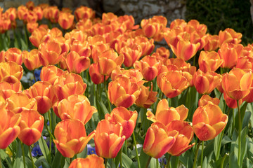 colourful orange tulips in spring
