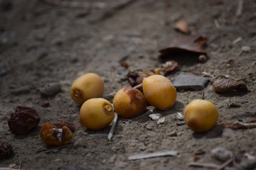 dates sweet fruit in garden close up. diet Ramadan natural food nutrition source background wallpaper
