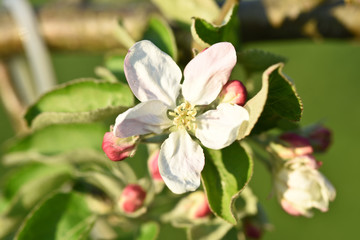 fleur printemps soleil vert bourgeons