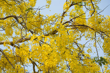 Cassia fistula, known as golden rain tree