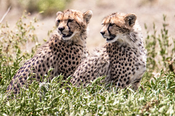 Two cheetahs stand on the ground and look in the same direction
