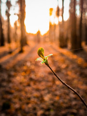 Sunset Beams Breaking Through a Hole in a Leaf of a Tree