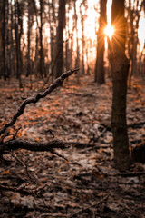 Obraz premium The roots of a fallen tree in the rays of sunset