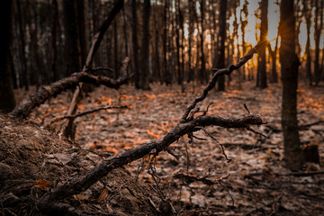 The roots of a fallen tree in the rays of sunset