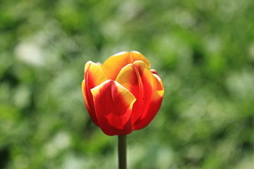 Beautiful and graceful lonely red-yellow tulip during the spring bloom