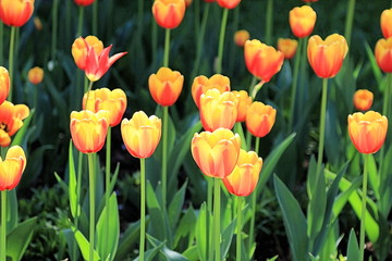 Tulips that caught the sun's rays and shone with extraordinary beauty