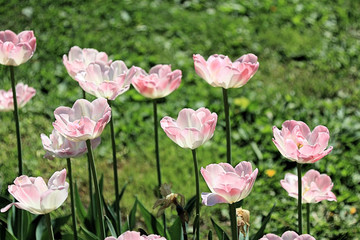 Delicate spring tulips