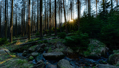 Obraz premium Sonnenstrahlen im wald