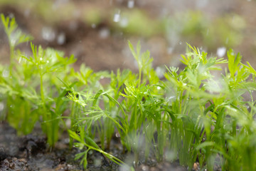 young carrot plants with rain drops
