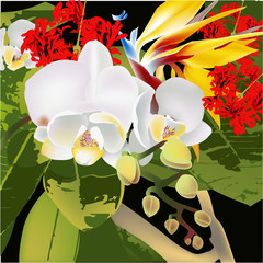 Exotic flower, vector illustration bloom floral tropic